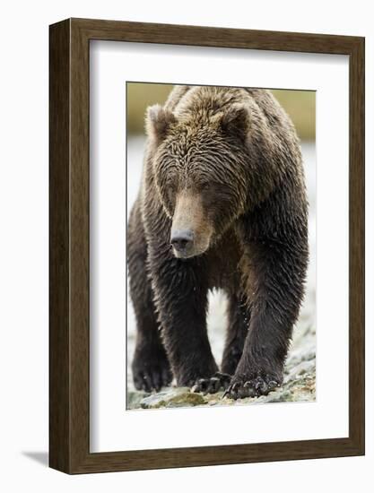 Brown Bear, Katmai National Park, Alaska-null-Framed Photographic Print