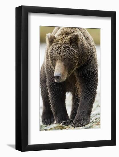 Brown Bear, Katmai National Park, Alaska-null-Framed Photographic Print