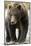 Brown Bear, Katmai National Park, Alaska-null-Mounted Photographic Print