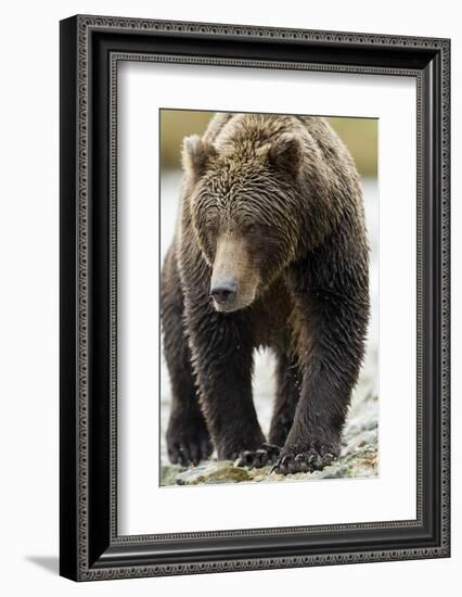 Brown Bear, Katmai National Park, Alaska-null-Framed Photographic Print