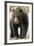 Brown Bear, Katmai National Park, Alaska-null-Framed Photographic Print