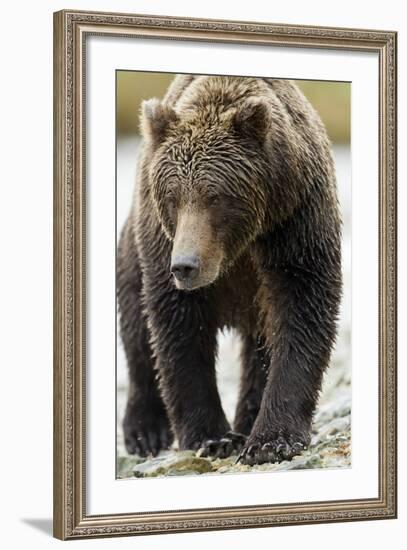 Brown Bear, Katmai National Park, Alaska-null-Framed Photographic Print