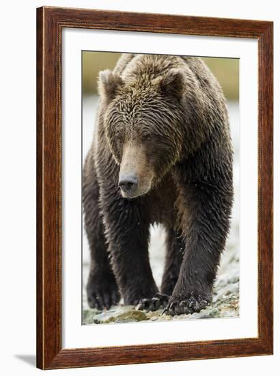 Brown Bear, Katmai National Park, Alaska-null-Framed Photographic Print