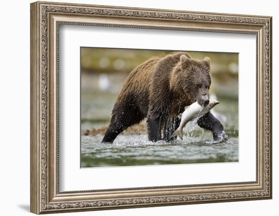 Brown Bear, Katmai National Park, Alaska-Paul Souders-Framed Photographic Print