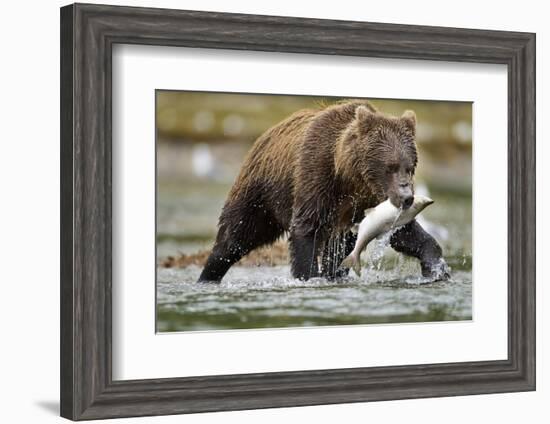 Brown Bear, Katmai National Park, Alaska-Paul Souders-Framed Photographic Print