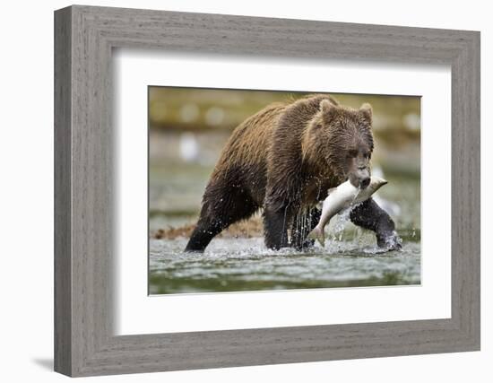 Brown Bear, Katmai National Park, Alaska-Paul Souders-Framed Photographic Print