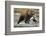 Brown Bear, Katmai National Park, Alaska-Paul Souders-Framed Photographic Print