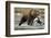 Brown Bear, Katmai National Park, Alaska-Paul Souders-Framed Photographic Print