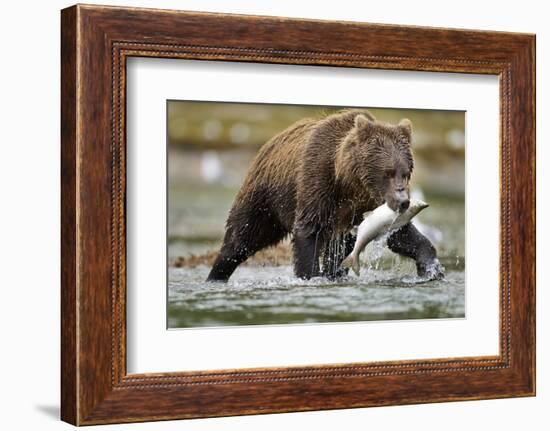 Brown Bear, Katmai National Park, Alaska-Paul Souders-Framed Photographic Print