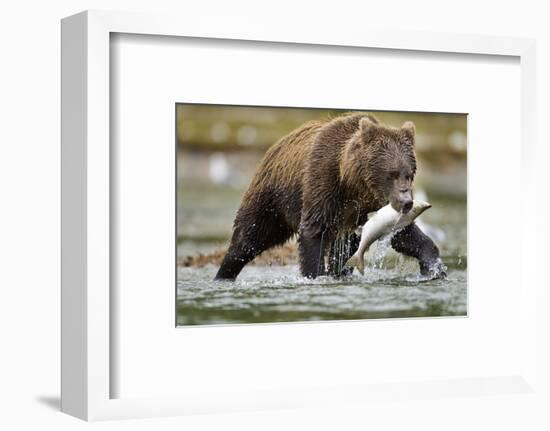 Brown Bear, Katmai National Park, Alaska-Paul Souders-Framed Photographic Print