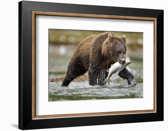 Brown Bear, Katmai National Park, Alaska-Paul Souders-Framed Photographic Print