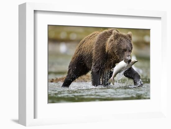 Brown Bear, Katmai National Park, Alaska-Paul Souders-Framed Photographic Print