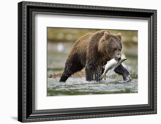 Brown Bear, Katmai National Park, Alaska-Paul Souders-Framed Photographic Print