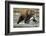 Brown Bear, Katmai National Park, Alaska-Paul Souders-Framed Photographic Print