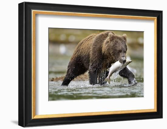 Brown Bear, Katmai National Park, Alaska-Paul Souders-Framed Photographic Print