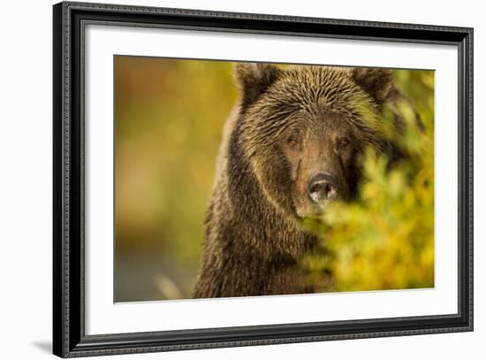 Brown Bear, Katmai National Park, Alaska-null-Framed Photographic Print