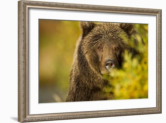 Brown Bear, Katmai National Park, Alaska-null-Framed Photographic Print