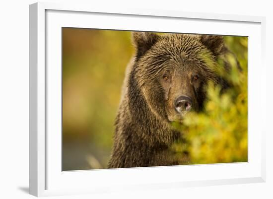 Brown Bear, Katmai National Park, Alaska-null-Framed Photographic Print