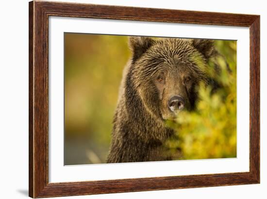 Brown Bear, Katmai National Park, Alaska-null-Framed Photographic Print