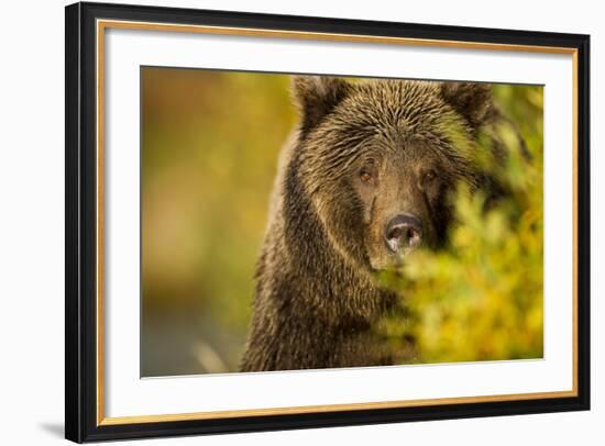 Brown Bear, Katmai National Park, Alaska-null-Framed Photographic Print