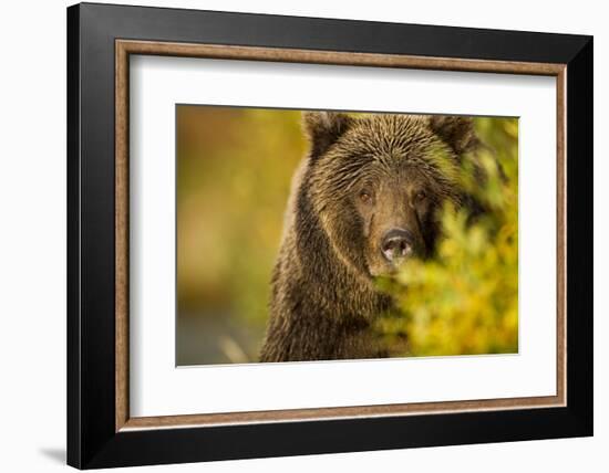 Brown Bear, Katmai National Park, Alaska-null-Framed Photographic Print