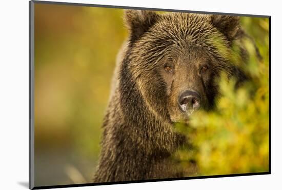 Brown Bear, Katmai National Park, Alaska-null-Mounted Photographic Print