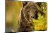 Brown Bear, Katmai National Park, Alaska-null-Mounted Photographic Print