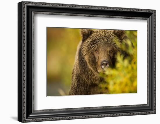 Brown Bear, Katmai National Park, Alaska-null-Framed Photographic Print