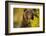 Brown Bear, Katmai National Park, Alaska-null-Framed Photographic Print