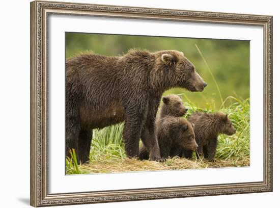 Brown Bear, Katmai National Park, Alaska-null-Framed Photographic Print