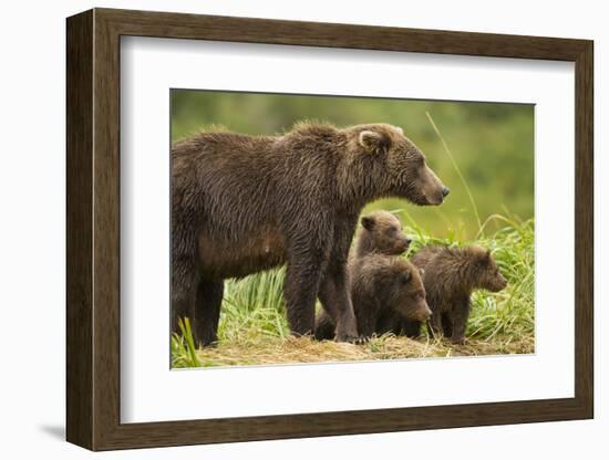 Brown Bear, Katmai National Park, Alaska-null-Framed Photographic Print