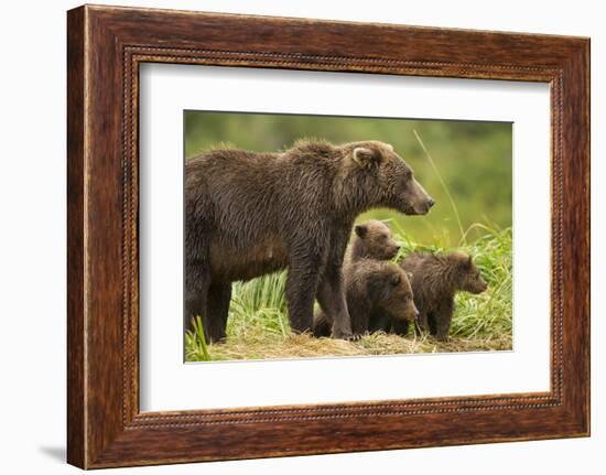 Brown Bear, Katmai National Park, Alaska-null-Framed Photographic Print