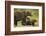 Brown Bear, Katmai National Park, Alaska-null-Framed Photographic Print