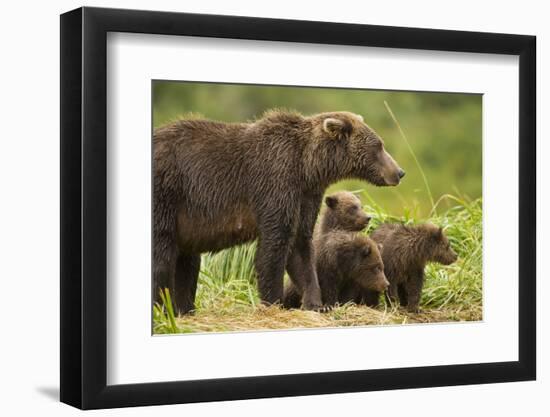 Brown Bear, Katmai National Park, Alaska-null-Framed Photographic Print