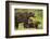 Brown Bear, Katmai National Park, Alaska-null-Framed Photographic Print