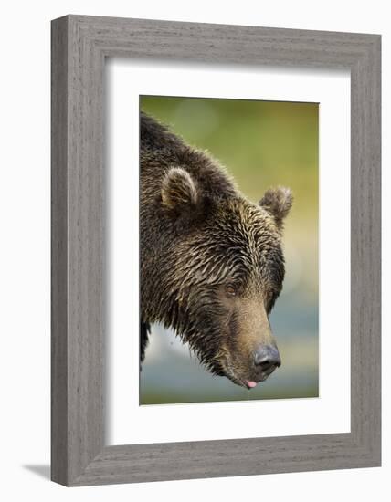 Brown Bear, Katmai National Park, Alaska-null-Framed Photographic Print