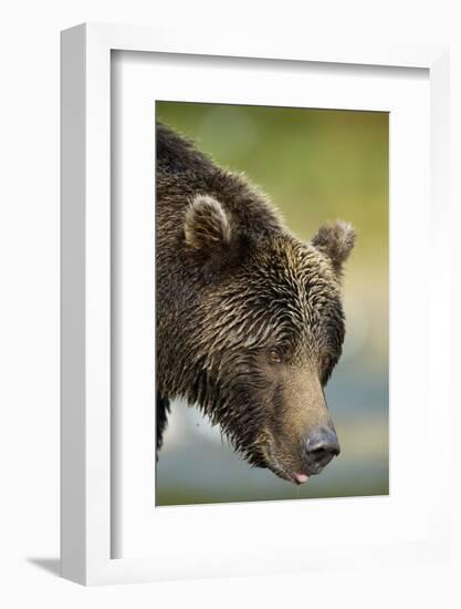 Brown Bear, Katmai National Park, Alaska-null-Framed Photographic Print