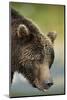 Brown Bear, Katmai National Park, Alaska-null-Mounted Photographic Print