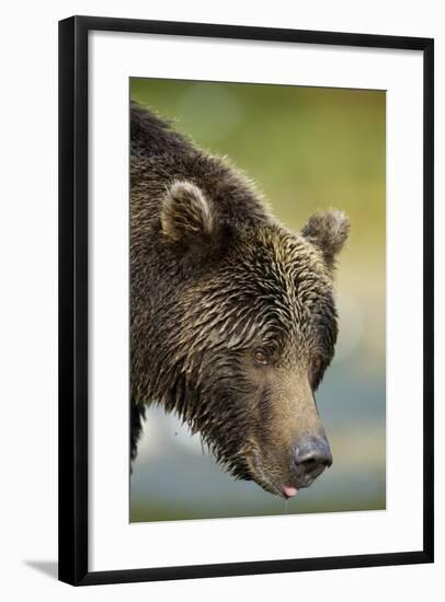 Brown Bear, Katmai National Park, Alaska-null-Framed Photographic Print