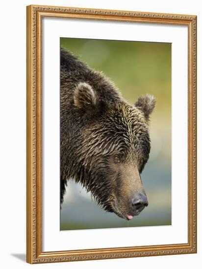 Brown Bear, Katmai National Park, Alaska-null-Framed Photographic Print