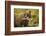 Brown Bear, Katmai National Park, Alaska-null-Framed Photographic Print