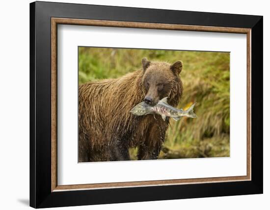 Brown Bear, Katmai National Park, Alaska-null-Framed Photographic Print