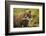 Brown Bear, Katmai National Park, Alaska-null-Framed Photographic Print