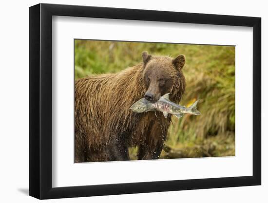 Brown Bear, Katmai National Park, Alaska-null-Framed Photographic Print