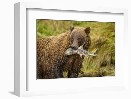 Brown Bear, Katmai National Park, Alaska-null-Framed Photographic Print