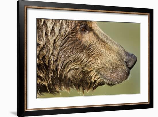 Brown Bear, Katmai National Park, Alaska-null-Framed Photographic Print