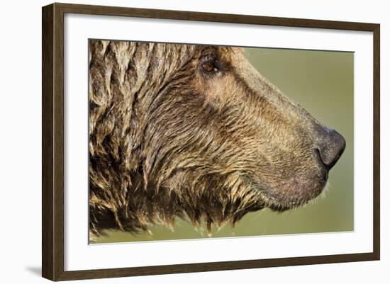 Brown Bear, Katmai National Park, Alaska-null-Framed Photographic Print