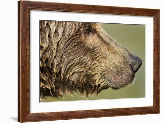 Brown Bear, Katmai National Park, Alaska-null-Framed Photographic Print