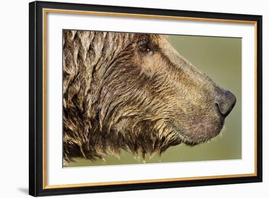 Brown Bear, Katmai National Park, Alaska-null-Framed Photographic Print