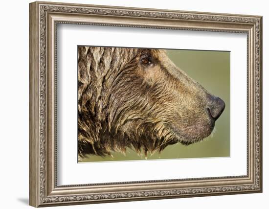 Brown Bear, Katmai National Park, Alaska-null-Framed Photographic Print